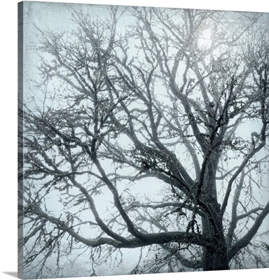 USA, Washington, Seabeck, Big Leaf Maple Tree In Fog