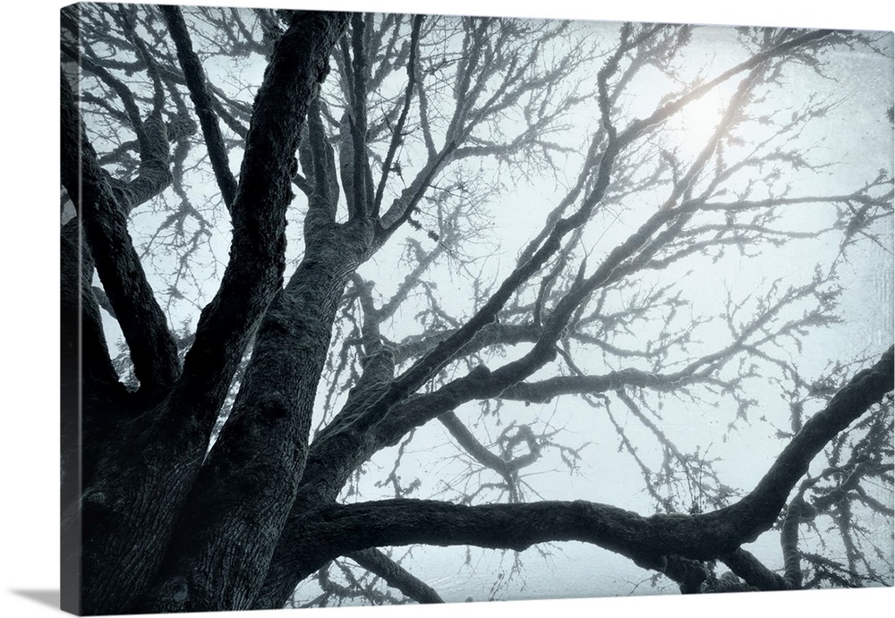 USA, Washington, Seabeck. Big leaf maple tree in fog.