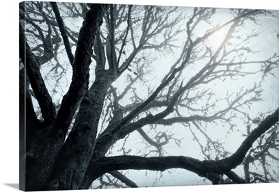 USA, Washington, Seabeck, Big Leaf Maple Tree In Fog