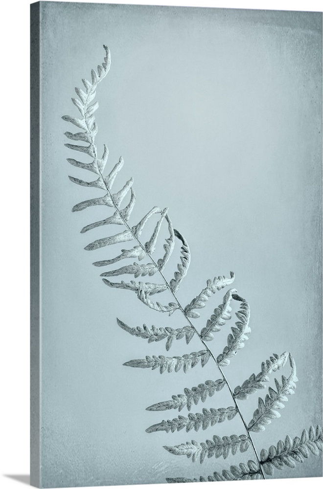 USA, Washington, Seabeck. Bracken fern abstract.
