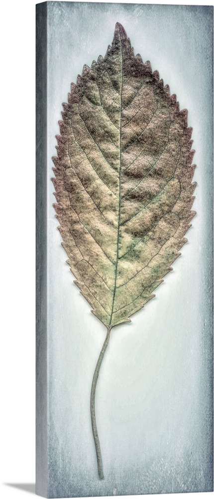 USA, Washington, Seabeck. Cherry leaf close-up.