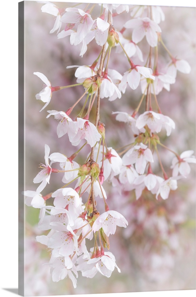 USA, Washington, Seabeck. Cherry tree blossoms close-up.