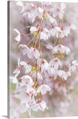USA, Washington, Seabeck, Cherry Tree Blossoms Close-Up