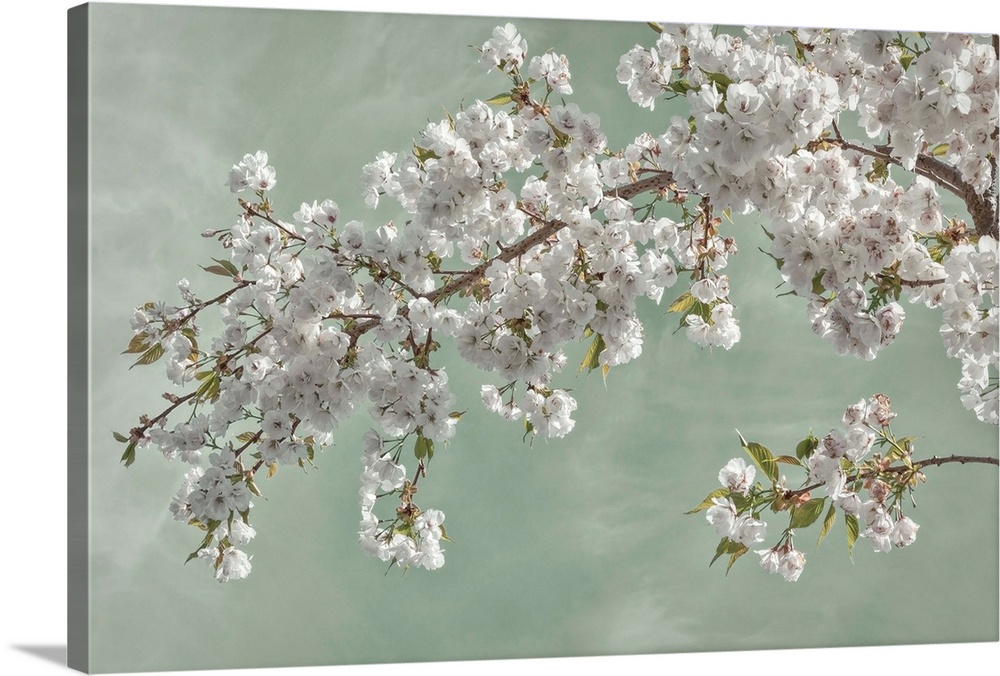 USA, Washington, Seabeck. Cherry tree blossoms in spring.