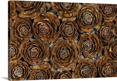 USA, Washington, Seabeck, Close-Up Of Deodar Cedar Cone Patterns