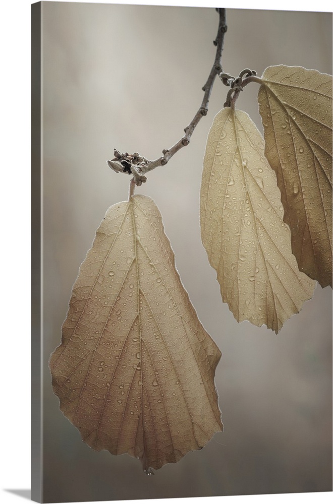 USA, Washington, Seabeck. Close-up of hazelnut leaves.