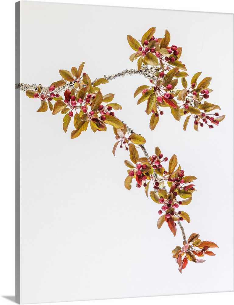 USA, Washington, Seabeck. Crabapple branches in spring.