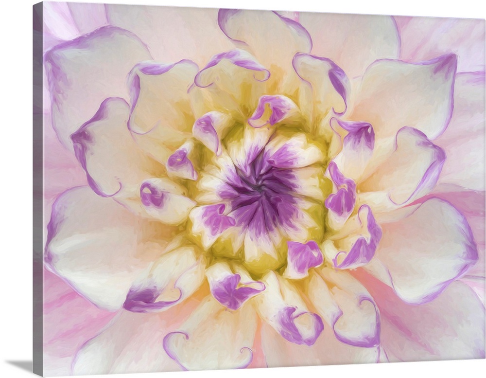 USA, Washington, Seabeck. Dahlia blossom close-up.