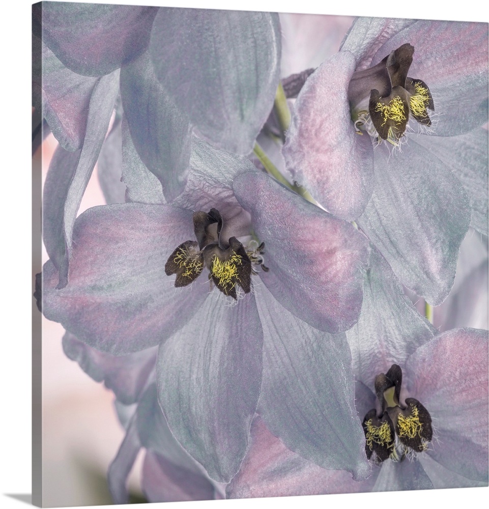 USA, Washington, Seabeck. Delphinium blossoms close-up.