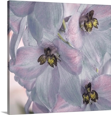 USA, Washington, Seabeck, Delphinium Blossoms Close-Up