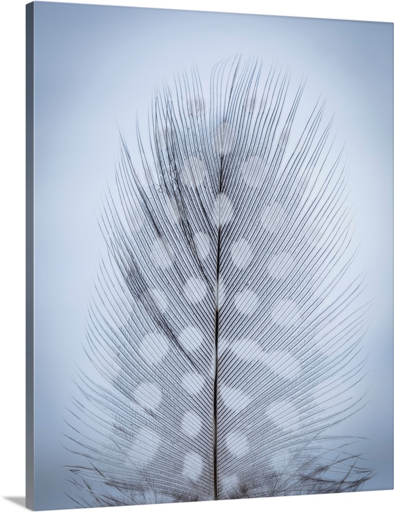 USA, Washington, Seabeck. Detail of feather.