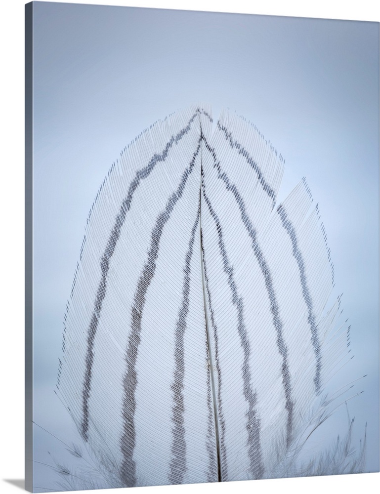 USA, Washington, Seabeck. Detail of feather.