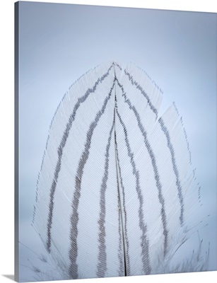 USA, Washington, Seabeck, Detail Of Feather