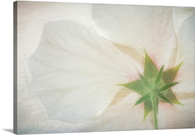 USA, Washington, Seabeck, Hibiscus Blossom Close-Up