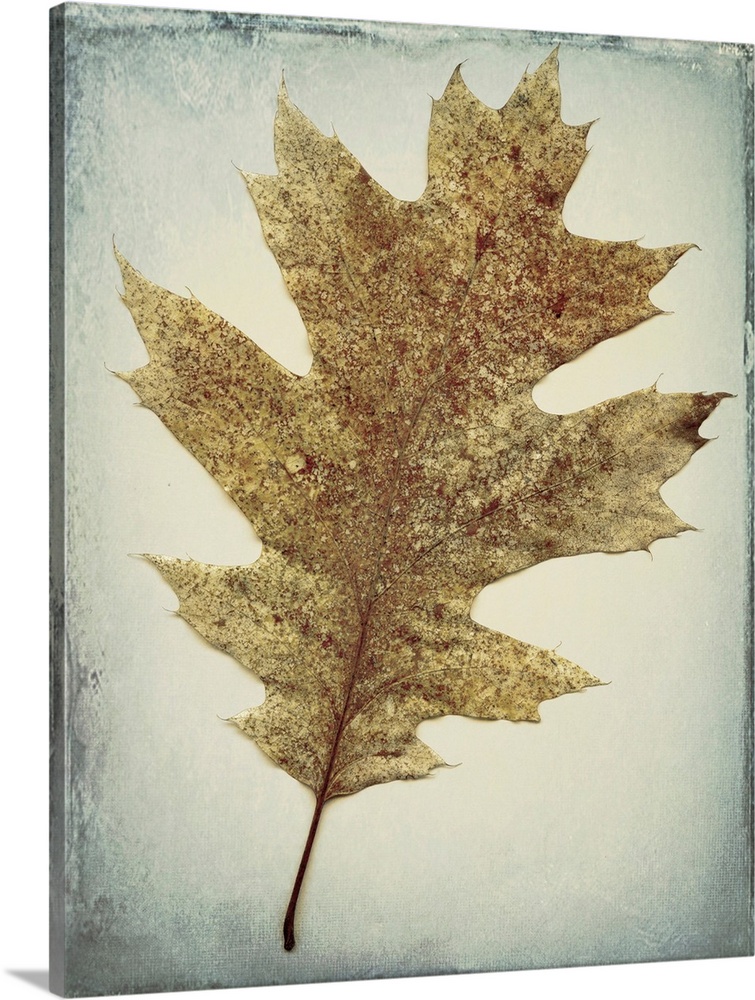 USA, Washington, Seabeck. Oak leaf close-up.