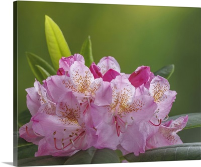 USA, Washington, Seabeck, Pacific Rhododendron Flowers Close-Up