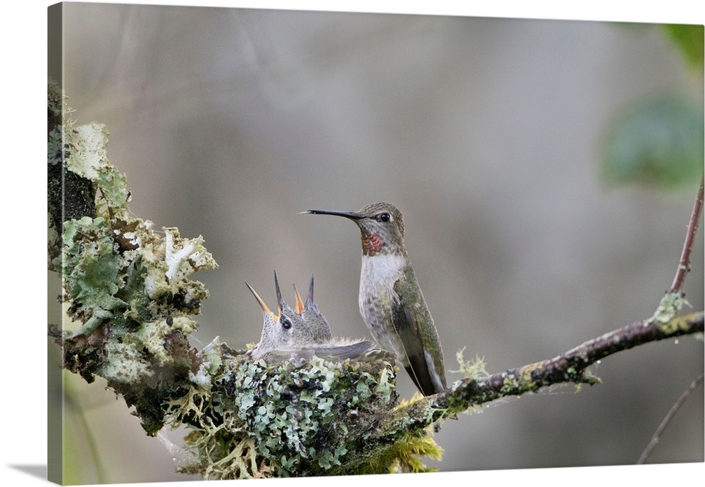 USA. Washington State. Adult female Anna's Hummingbird (Calypte anna) at cup nest containing two chicks.