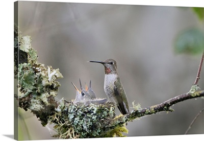 USA, Washington State, Adult Female Anna's Hummingbird At Cup Nest Containing Two Chicks