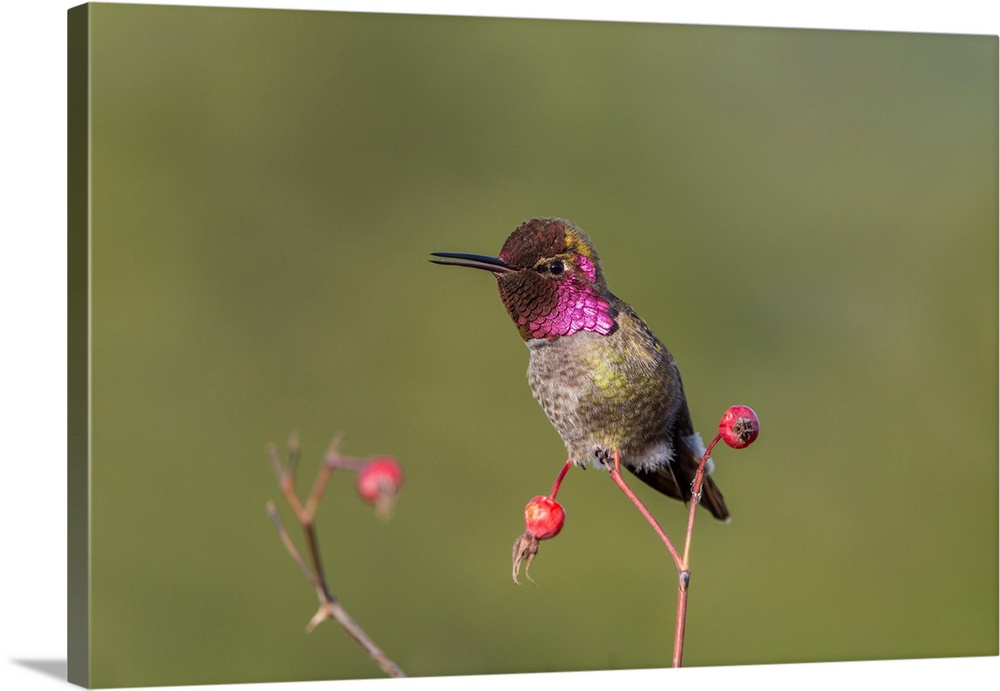USA. Washington State. Adult male Anna's Hummingbird (Calypte anna) flashes his iridescent gorget.