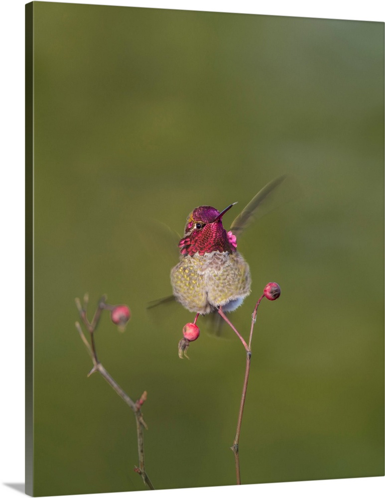 USA. Washington State. Adult male Anna's Hummingbird (Calypte anna) flashes his iridescent gorget.