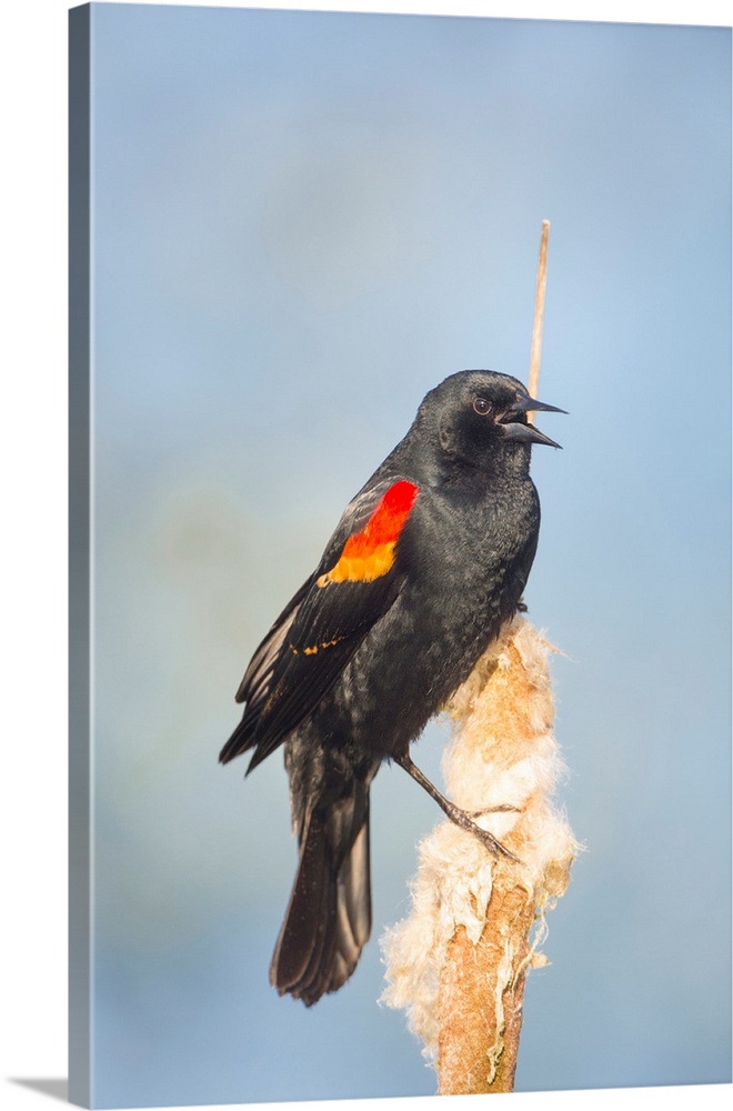 USA. Washington State. Adult male Red-winged Blackbird (Agelaius phoeniceus) sings from a cattail in a marsh.