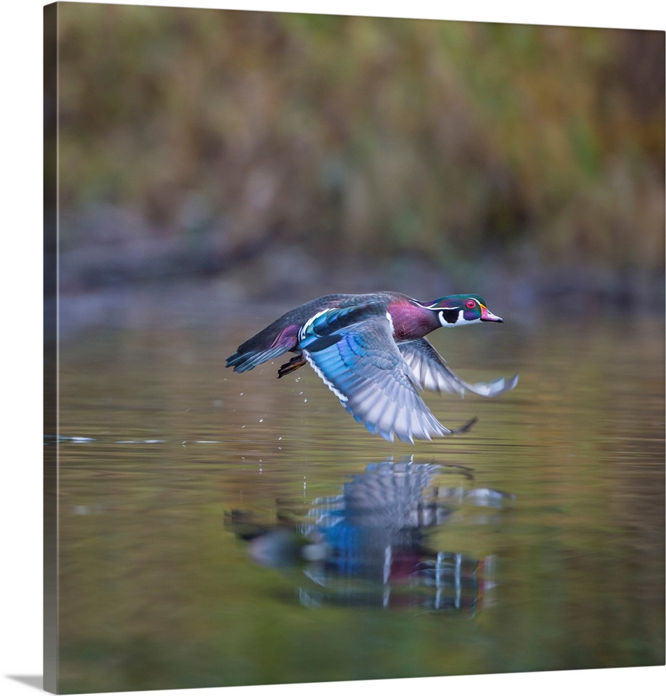 USA. Washington State. Adult male Wood Duck (Aix sponsa) flies over a marsh.