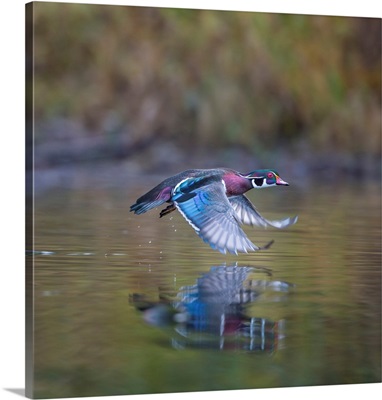 USA, Washington State, Adult Male Wood Duck (Aix Sponsa) Flies Over A Marsh