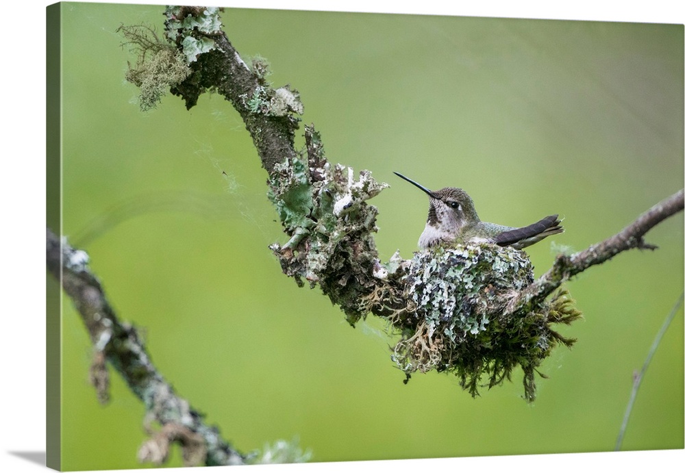 USA. Washington State. Adult female Anna's Hummingbird (Calypte anna) broods her young chicks at tiny cup nest.