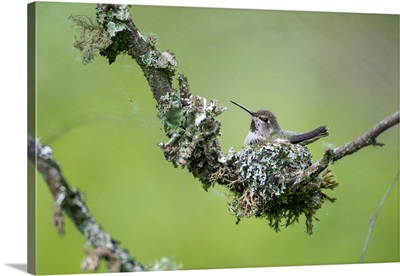 USA, Washington State, Anna's Hummingbird Broods Her Young Chicks At Tiny Cup Nest