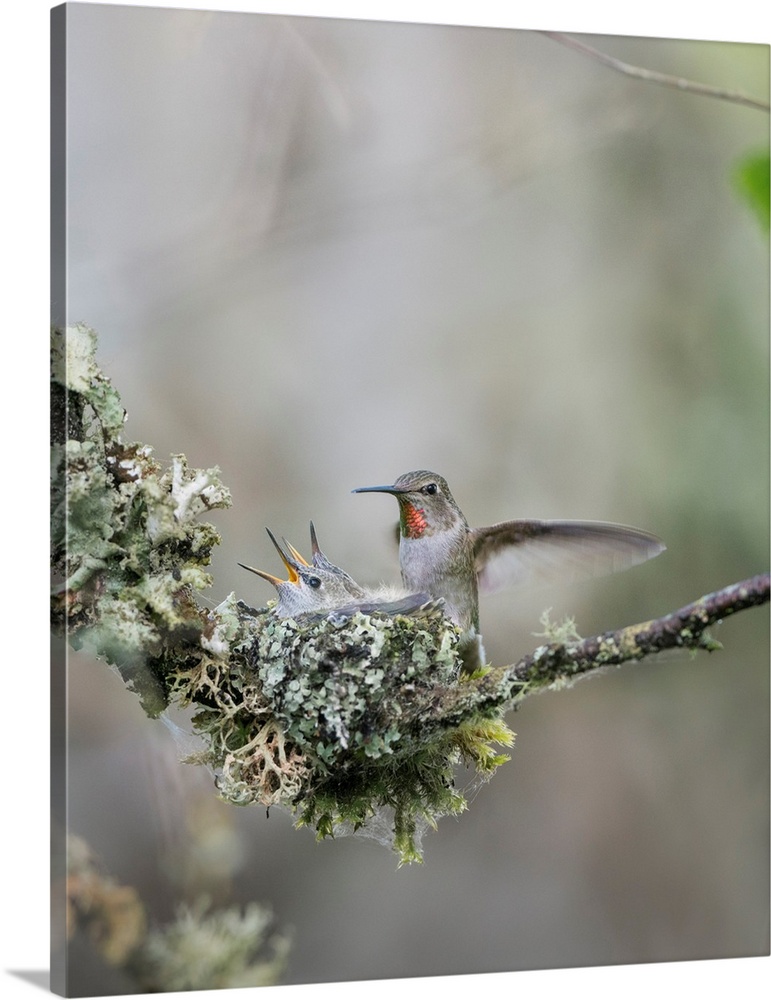 USA. Washington State. Adult female Anna's Hummingbird (Calypte anna) lands at cup nest containing two begging chicks.
