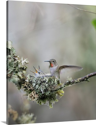 USA, Washington State, Anna's Hummingbird Lands At Cup Nest Containing Two Chicks