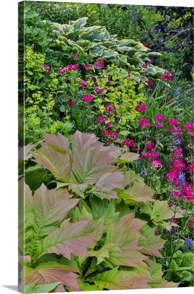 USA, Washington State, Bellevue. Bellevue Botanical Garden, hosta and pink perennial primrose.