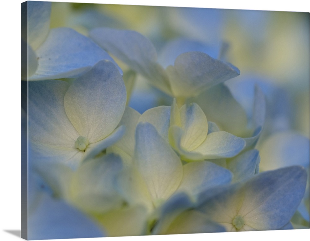 Usa, Washington State, Bellevue. Blue and white Bigleaf hydrangea flower.