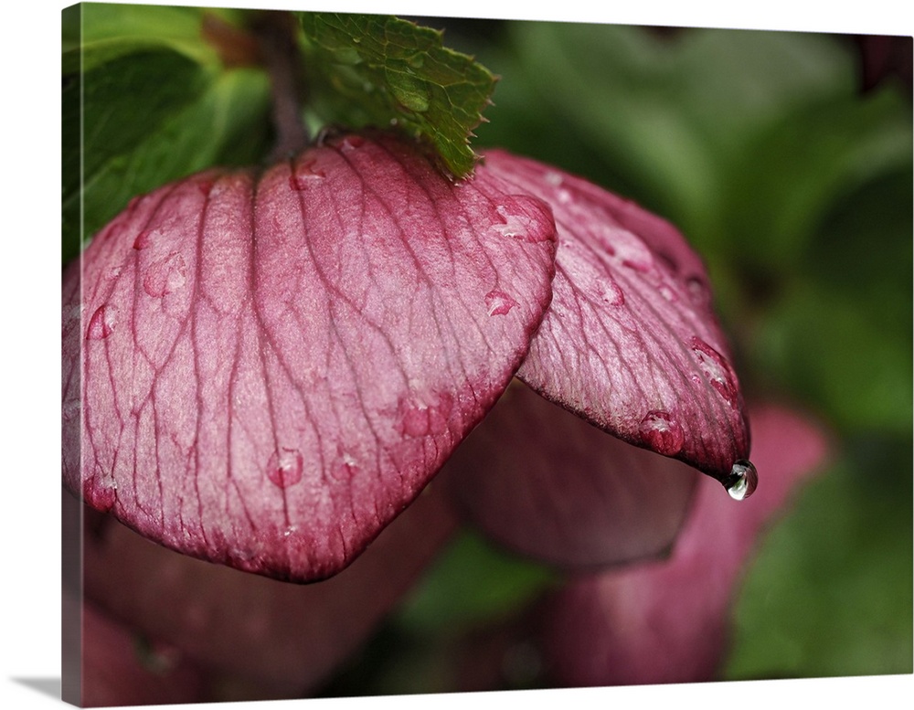 Usa, Washington State, Bellevue. Bellevue Botanical Garden, magenta Lenten rose hellebore flower with raindrops.