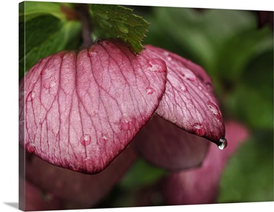 USA, Washington State, Bellevue Botanical Garden, Hellebore Flower With Raindrops