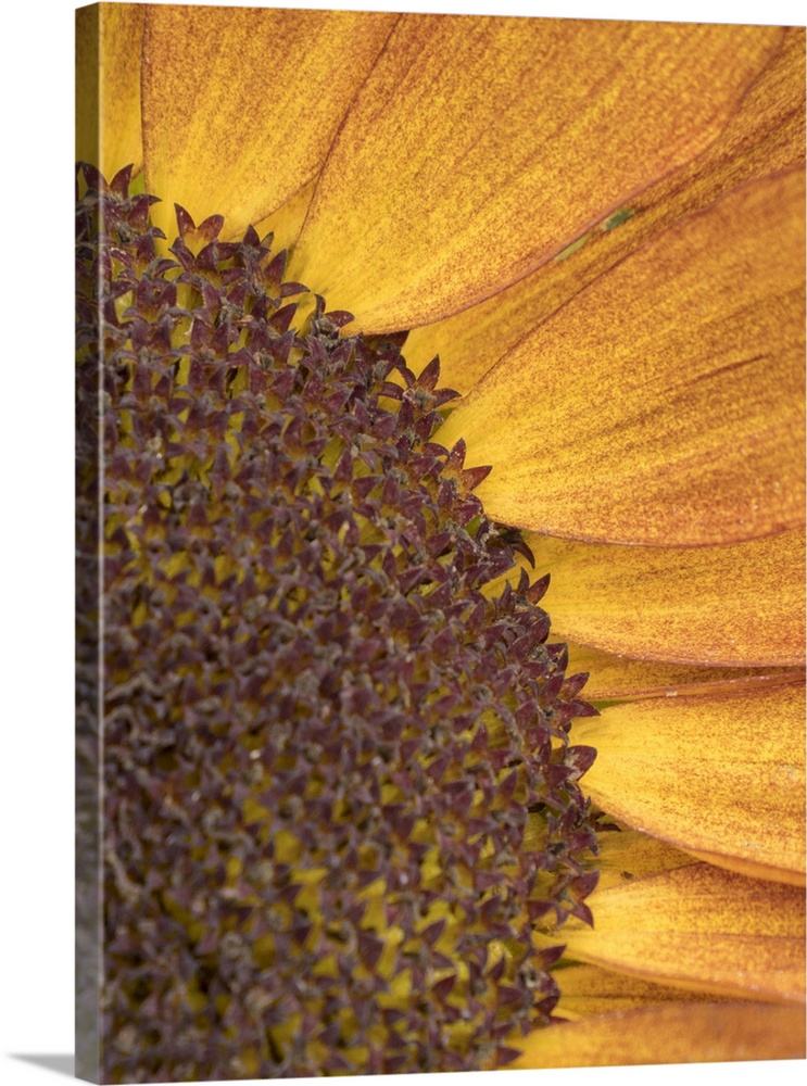 Usa, Washington State, Bellevue. Common sunflower close-up.