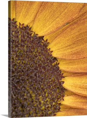 USA, Washington State, Bellevue, Common Sunflower Close-Up