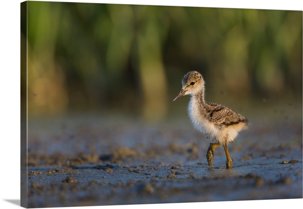 USA. Washington State.  Black-necked Stilt (Himantopus mexicanus) chick forages along a lakeshore in Eastern Washington.