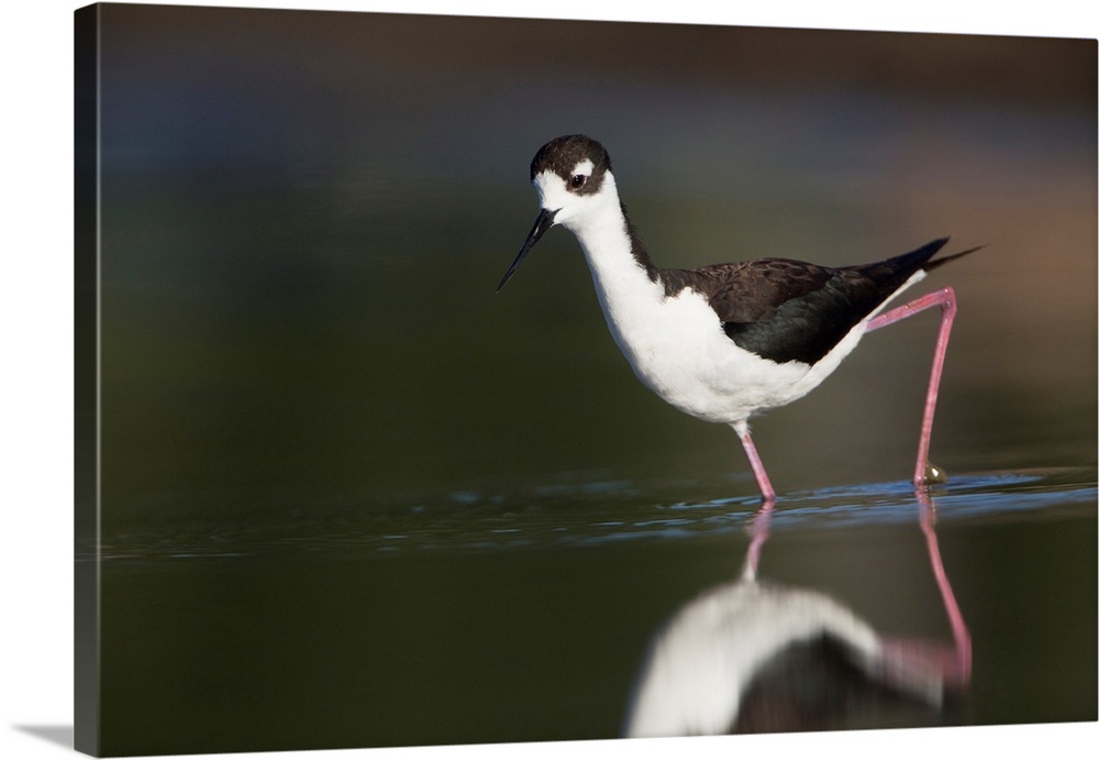 USA. Washington State.  Adult Black-necked Stilt (Himantopus mexicanus) forages along a lakeshore in Eastern Washington.