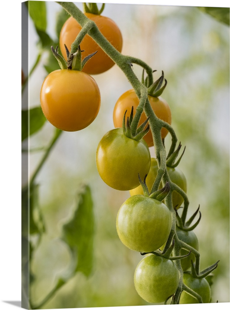 Usa, Washington State, Carnation. Orange tomatoes growing on vine.
