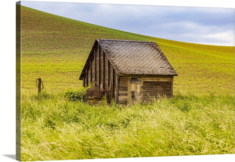 USA, Washington State, Colton, Palouse. Green wheat fields. Wooden barn or wooden shed.