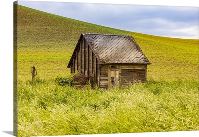 USA, Washington State, Colton, Palouse, Green Wheat Fields, Wooden Barn Or Wooden Shed