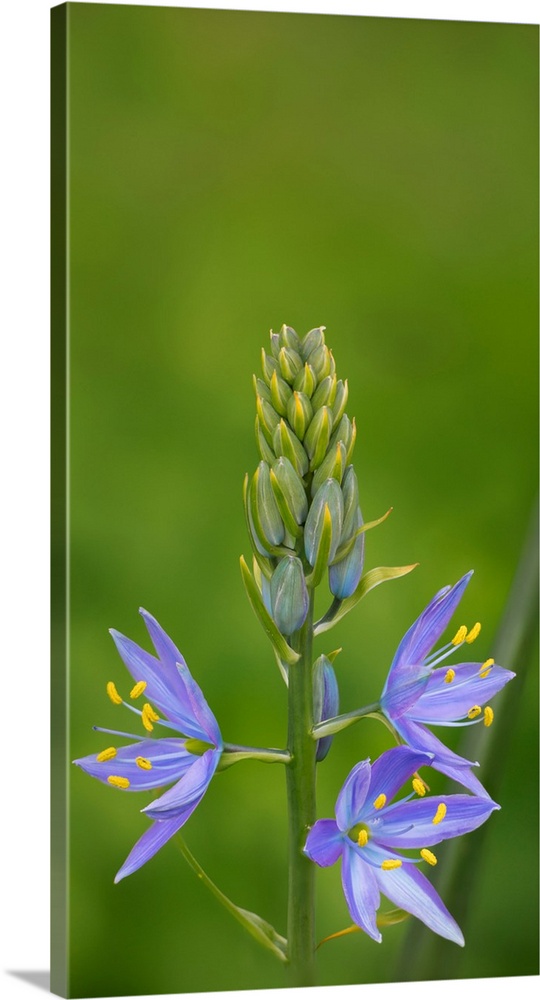 USA. Washington State. Common Camas (Camassia quamash) native wildflower blooming in the spring.
