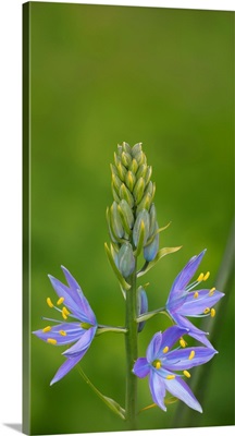 USA, Washington State, Common Camas Native Wildflower Blooming In The Spring