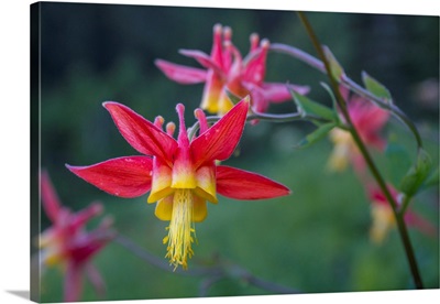 USA, Washington State, Crimson Columbine Blooming In Mt. Rainier National Park