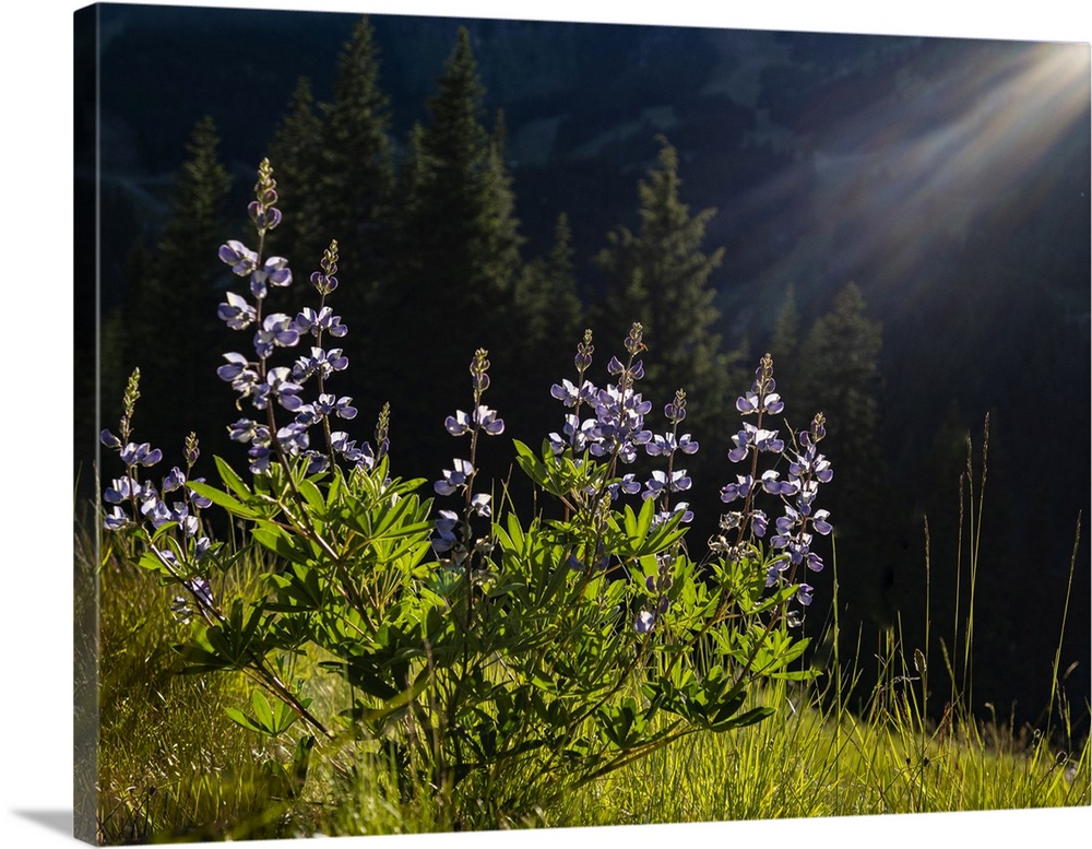 Usa, Washington State. Crystal Mountain, backlit Broadleaf lupine in meadow.