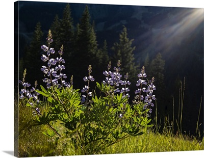 USA, Washington State, Crystal Mountain, Backlit Broadleaf Lupine In Meadow