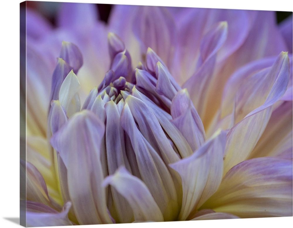 Usa, Washington State, Duvall. Purple Garden dahlia close-up.