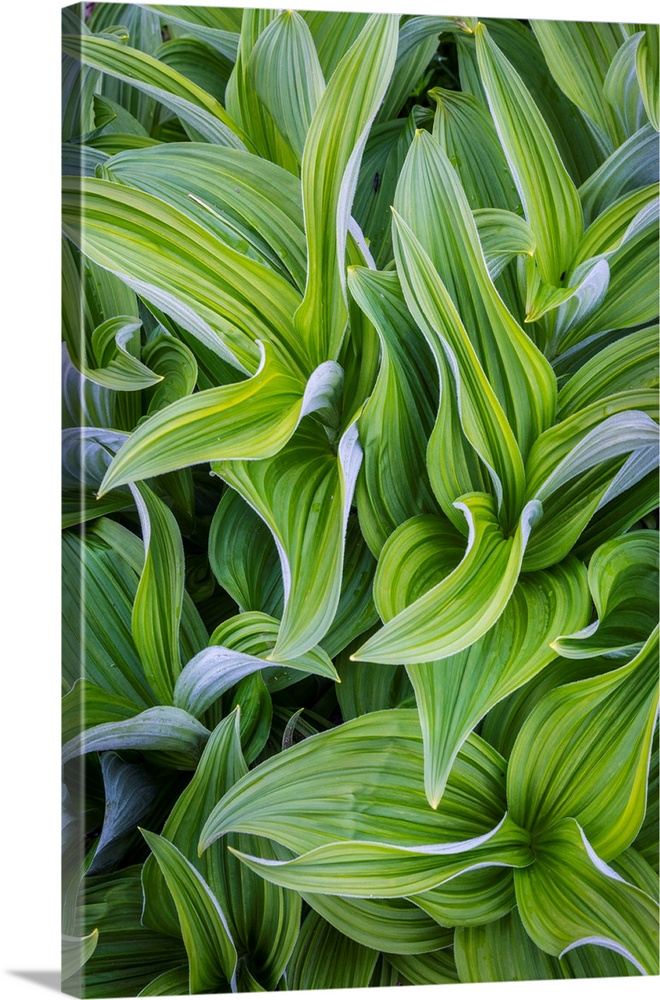 USA. Washington State. False Hellebore (Veratrum viride) leaves form a swirling pattern in the Cascade mountains of the Pa...