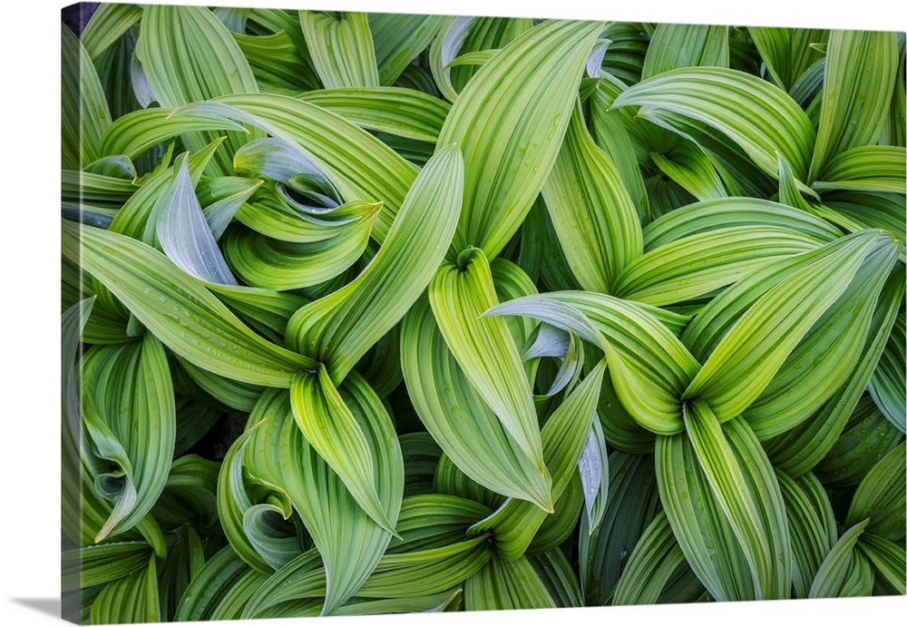 USA. Washington State. False Hellebore (Veratrum viride) leaves form a swirling pattern in the Cascade mountains of the Pa...